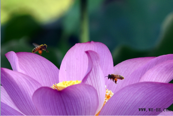 1xBET��Signup(�й�����)-�ٷ���վ